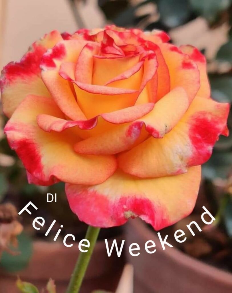 Felice Weekend, questa rosa è per te