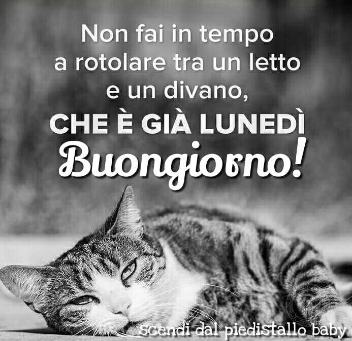 Non fai in tempo a rotolare tra un letto e un divano, che è già lunedì Buongiorno! - immagini simpatiche