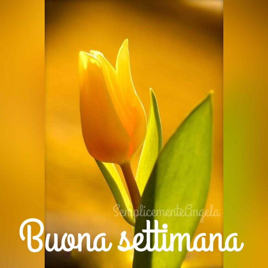 Buona settimana tulipano giallo