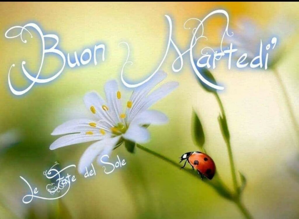 Buon martedì coccinella