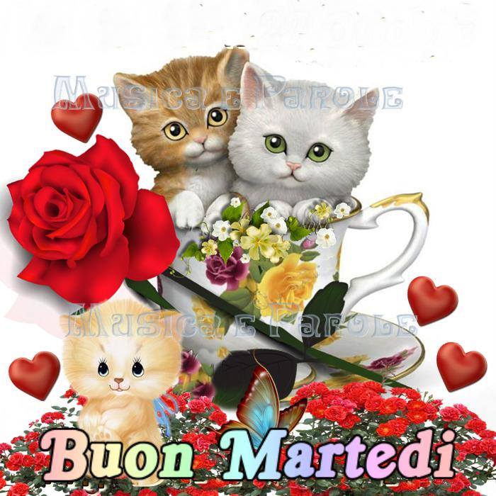 Buon martedì con i gatti