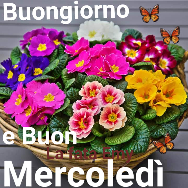 Buongiorno e buon mercoledì, le primule sono fiorite!