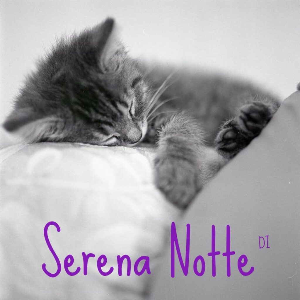 Serena Notte gatto