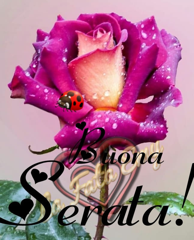 Buona Serata! Questa rosa è per te!