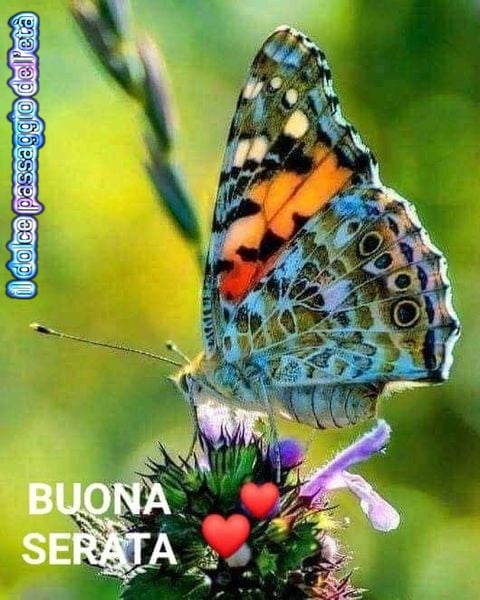 Buona Serata farfalla