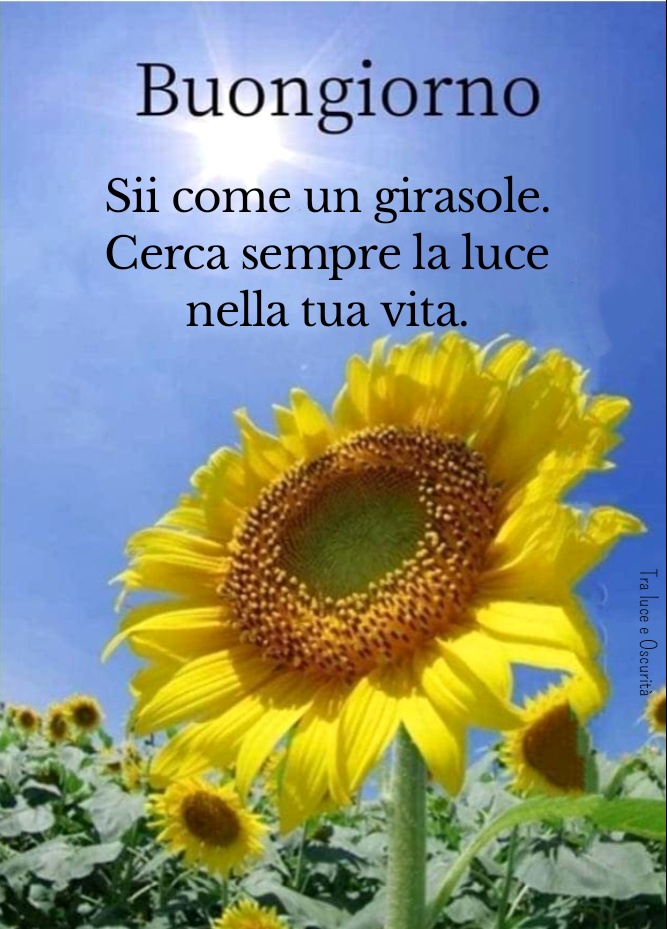 Buongiorno. Sii come un girasole. Cerca sempre la luce nella tua vita.