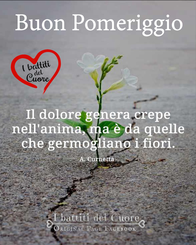 Buon Pomeriggio. Il dolore genera crepe nell'anima, ma è da quelle che germogliano i fiori. (A. Curnetta)