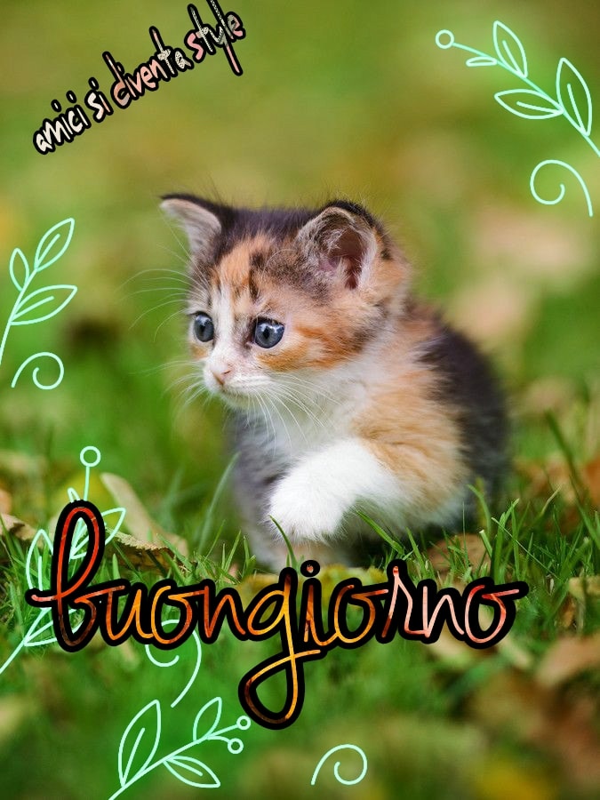 Buongiorno gattino